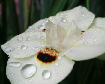 Close-up of raindrops on flower