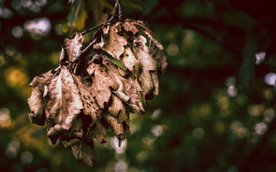 Close-up of dry flower hanging on plant