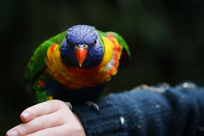 Close-up of human hand holding multi colored leaf