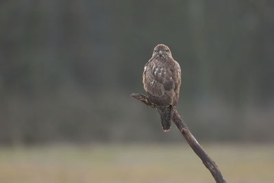 A common buzzard perched