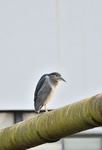 Low angle view of black crowned night heron perching on pipe