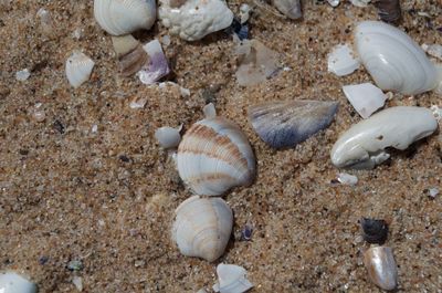 High angle view of shells on beach