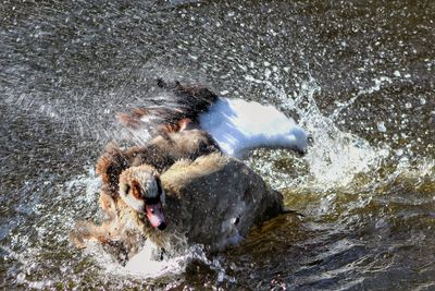 Dog splashing water in river