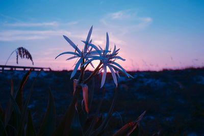 Close-up of plant against sky during sunset