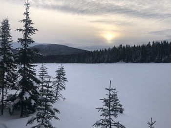 Pine trees by lake against sky during winter