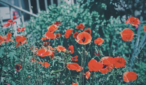 Close-up of orange poppy flowers