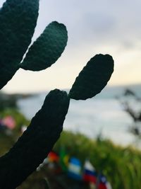 Close-up of leaf against sky