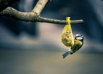 Close-up of bird perching on feeder