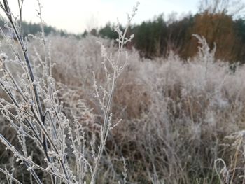 Close-up of frozen plants on land