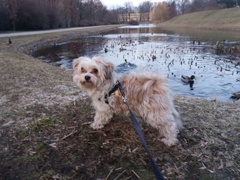 Dogs standing in lake