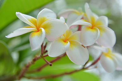 Close-up of white frangipani flowers