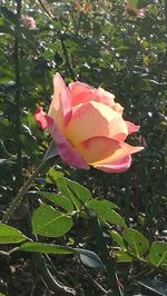 Close-up of pink rose
