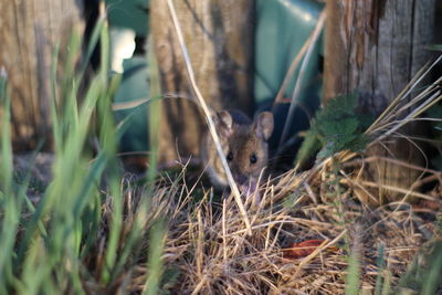 Close-up of a mouse on field