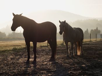 Horses in the morning mist on the pasture in october, autumn starts