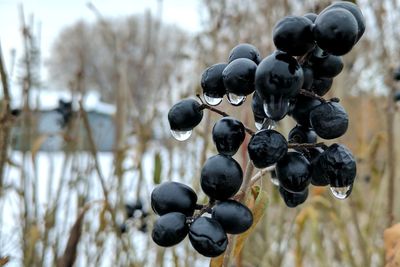 Close-up of wet fruits on branch