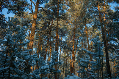 Low angle view of pine trees in forest during winter