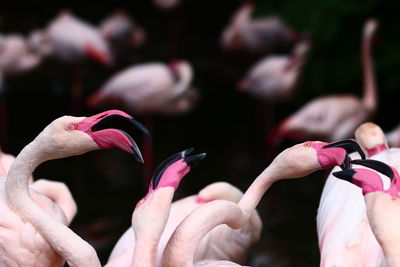 Close-up of a bird