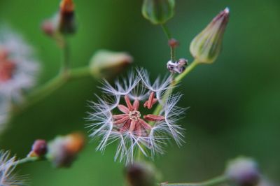 Close-up of flowering plant