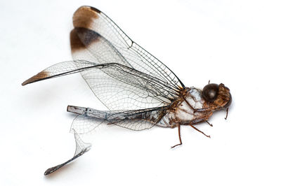 Close-up of dragonfly over white background