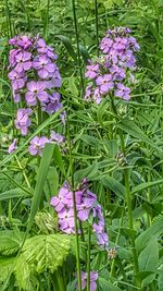 Close-up of purple flowers blooming outdoors