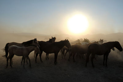 Horses on field against sky during sunset