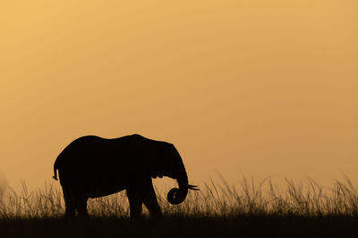 Silhouette horse on field against orange sky