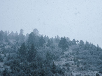 Trees in forest during winter