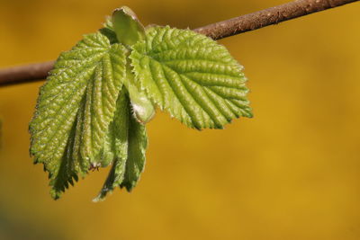 Close-up of fresh green leaves on branch