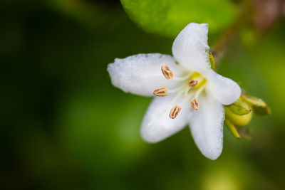 Close-up of white flower