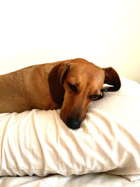 Dog sleeping on bed