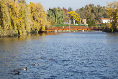 Swans swimming in lake against trees