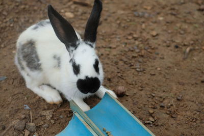 High angle view of a rabbit