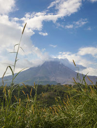 Scenic view of field against sky