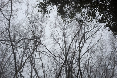 Low angle view of bare trees against sky