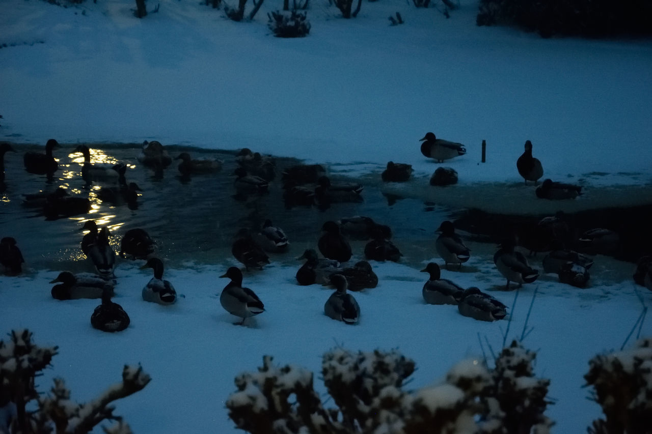 HIGH ANGLE VIEW OF DUCKS SWIMMING IN LAKE