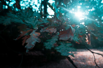 Close-up of leaves on tree in forest
