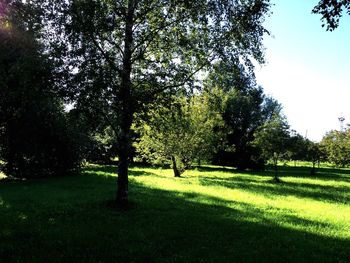 Trees on grassy field