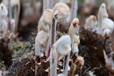 Close-up of fern on field