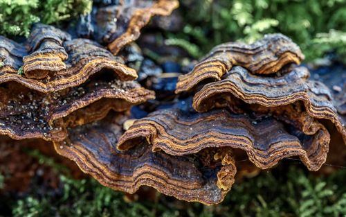 Close up of mushroom hymenocheate rubiginosa