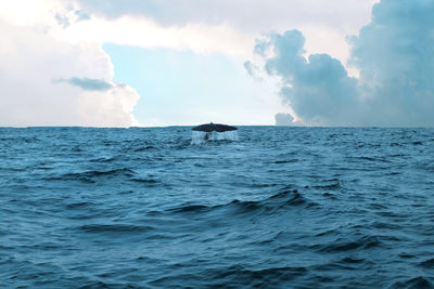 Humpback whale diving sea against sky