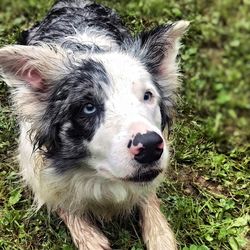 Close-up portrait of a dog