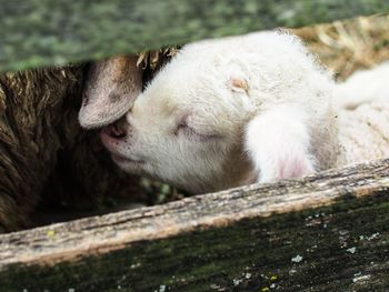 Close-up of sheep