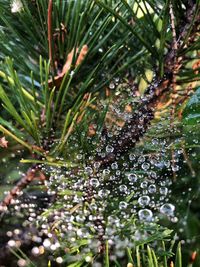 Close-up of wet plant