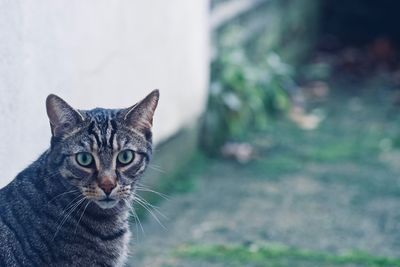 Close-up portrait of cat