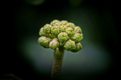Close-up of plant
