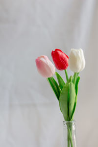 Close-up of rose bud in vase