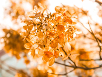 Close-up of wilted flower on tree