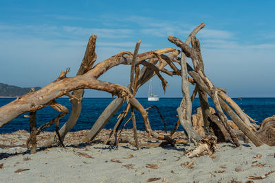 Driftwood on beach against sky