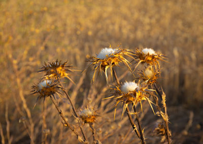 Close-up of wilted plant on field