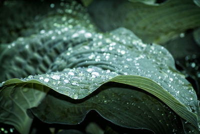 Close-up of raindrops on leaves